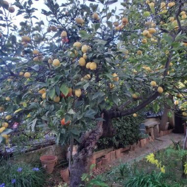 Côte d'Azur, Casa della luce vista mare, Giardino, Limoni.